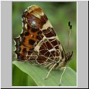 Araschnia levana - Landkaertchen 07.jpg